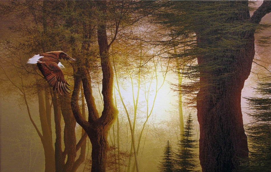 David daase Eagle at Sunset
